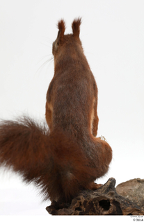 Squirrel  2 whole body 0004.jpg